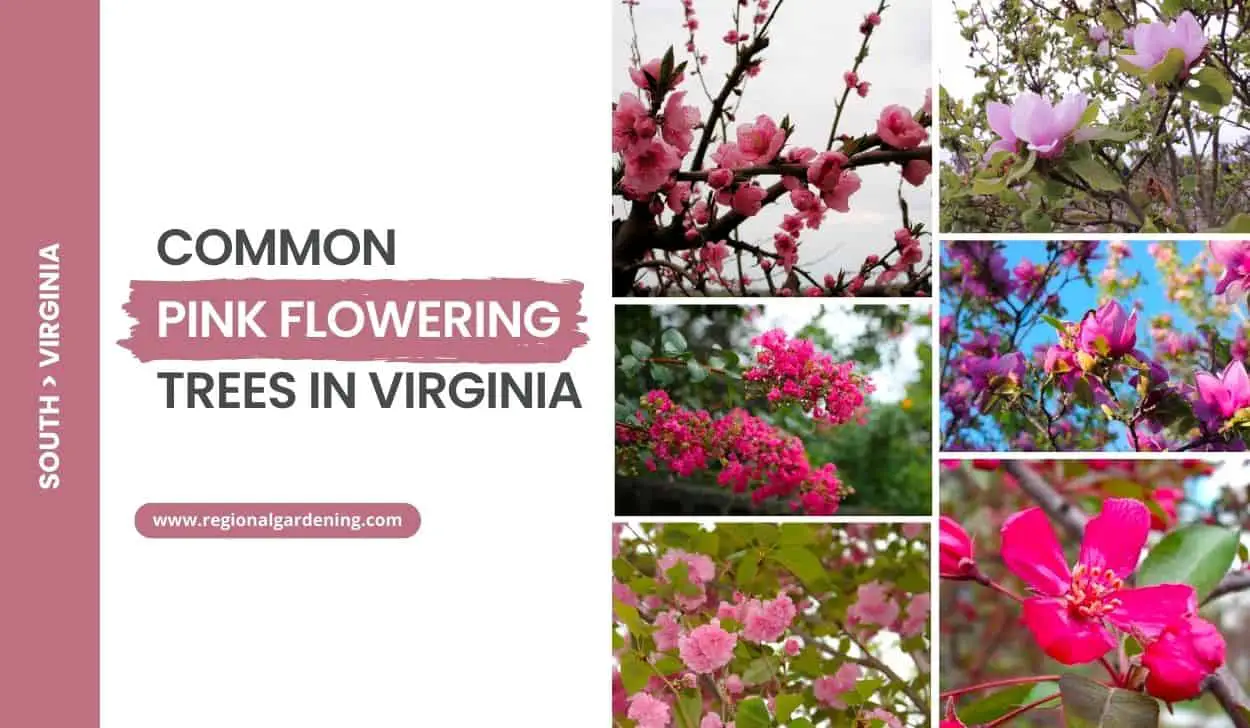 Common Pink Flowering Trees In Virginia