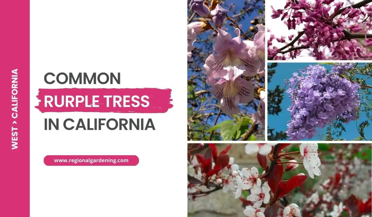 Common Purple Trees In California