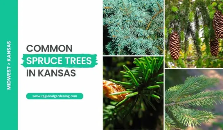 4 Common Spruce Trees In Kansas (Photos & Identification)