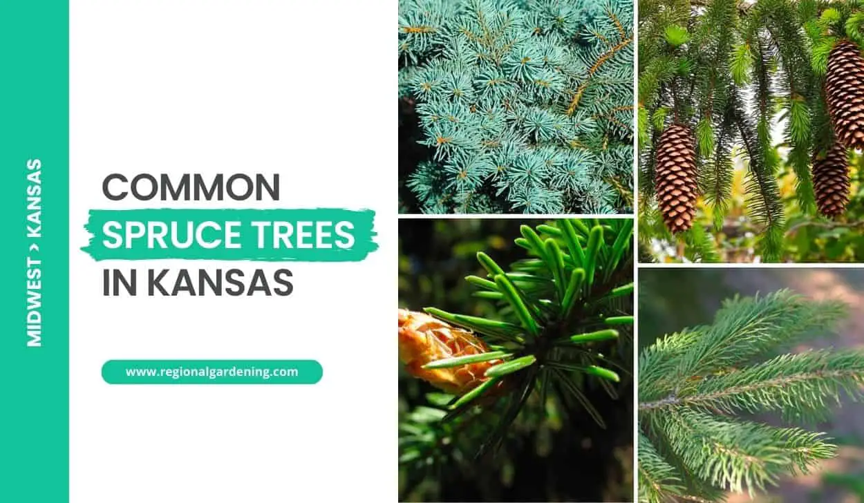 Common Spruce Trees In Kansas