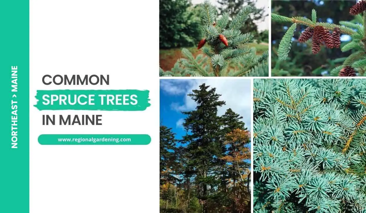 Common Spruce Trees In Maine