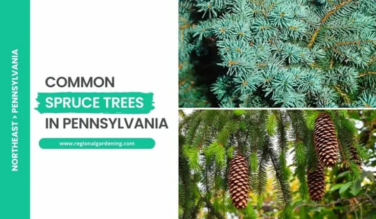 2 Spruce Trees In Pennsylvania (Photos & Identification)