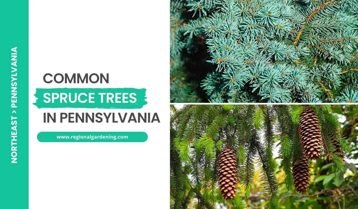 Common Spruce Trees In Pennsylvania