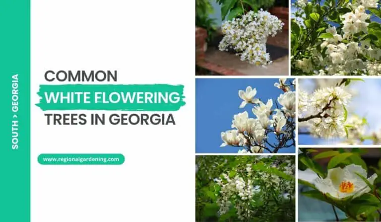11 White Flowering Trees In Georgia (Photos & Care Tips)