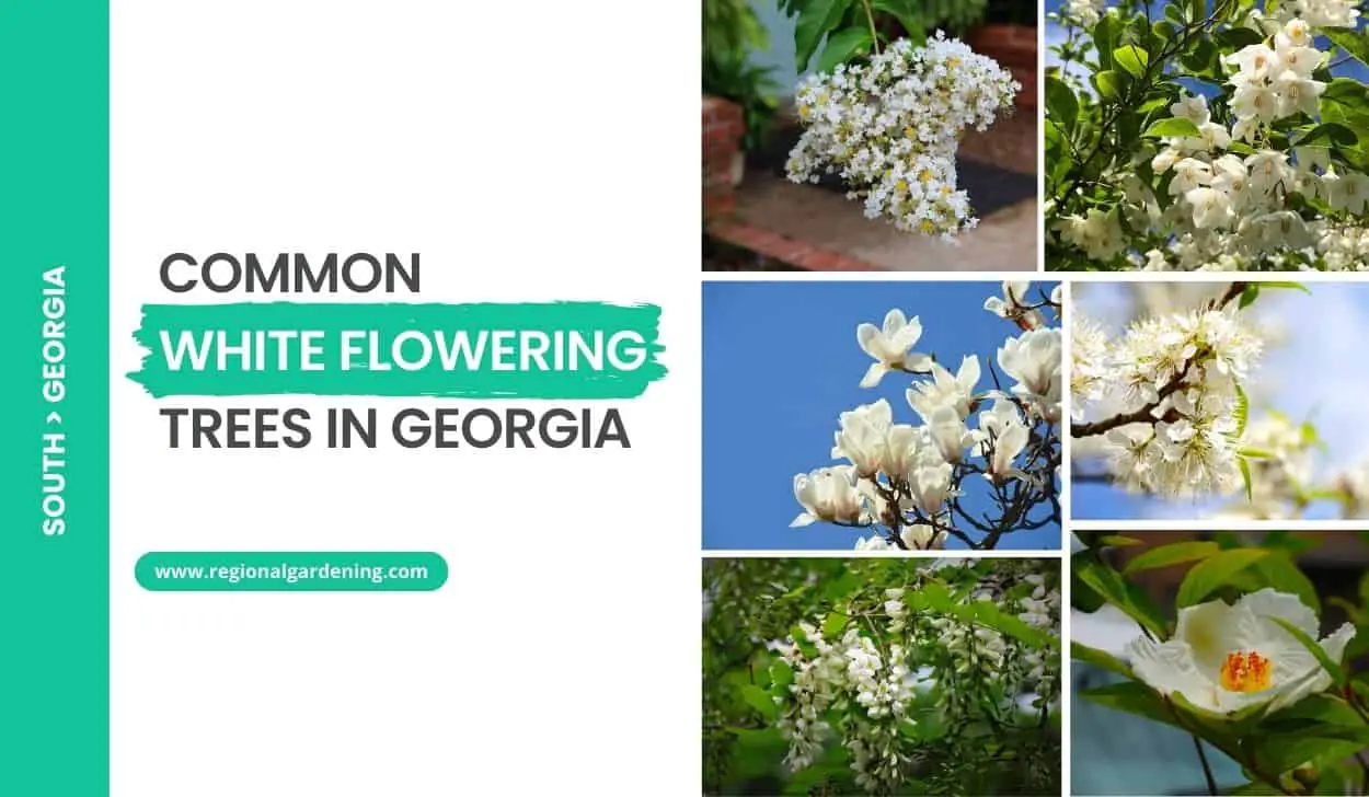 Common White Flowering Trees In Georgia