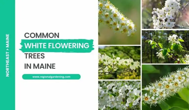 7 White Flowering Trees In Maine (Stunning Photos & Description)