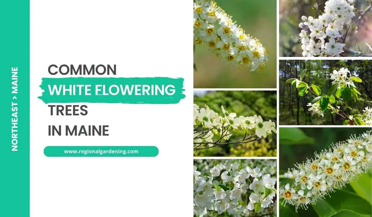 Common White Flowering Trees In Maine