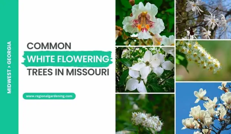 11 Stunning White Flowering Trees In Missouri (Photos & Care)