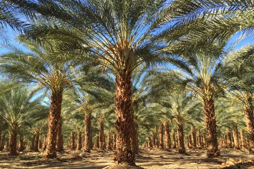 Date Palm