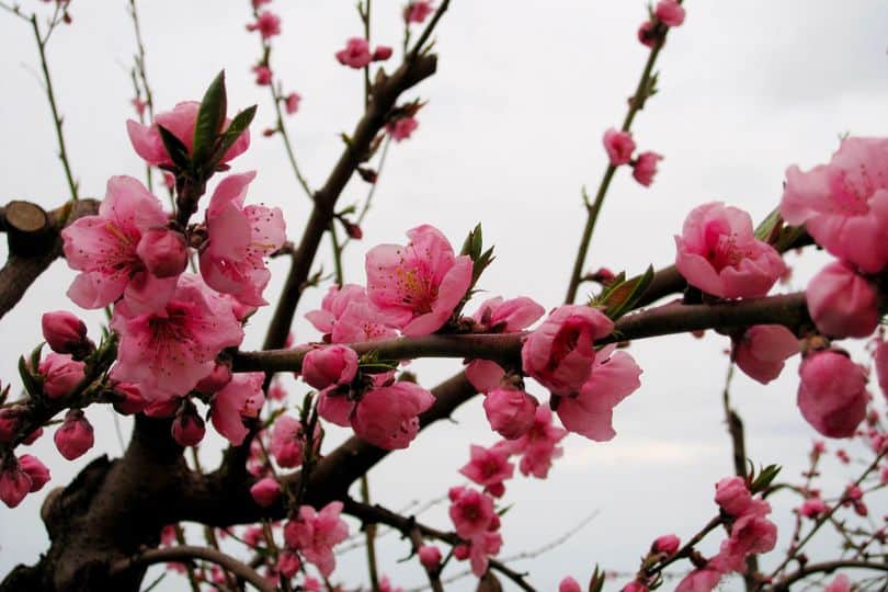 Flowering Peach