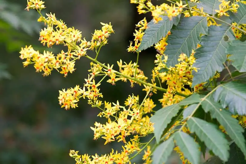 Golden Rain Flowers