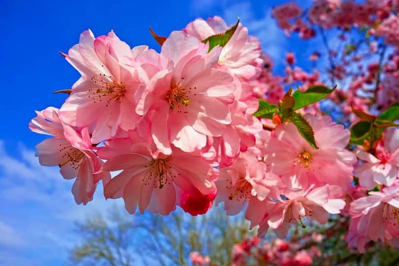 Japanese Flowering Cherry