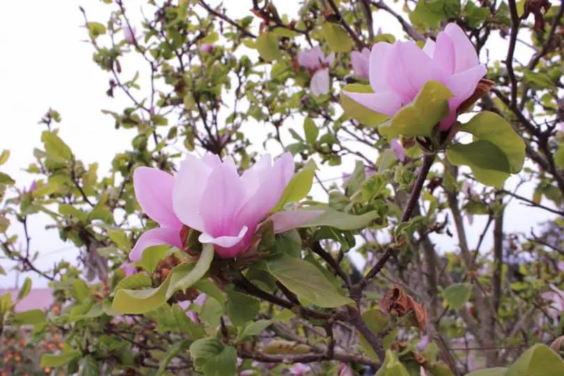 Japanese Magnolia