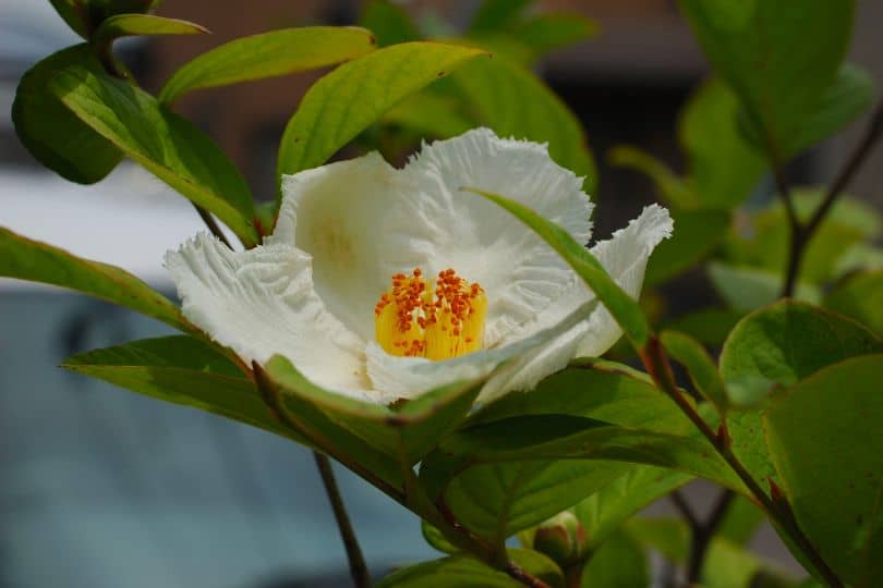 Japanese Stewartia