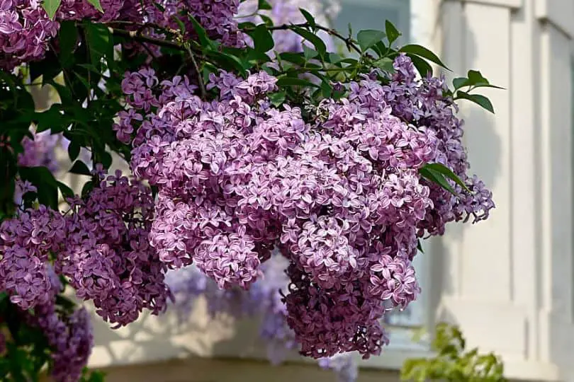 Lilac Tree