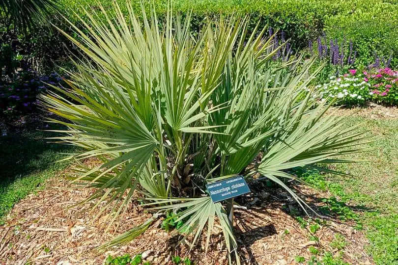 Mazari Palm