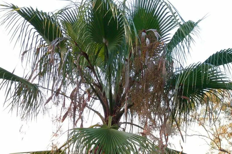 Mexican Fan Palm