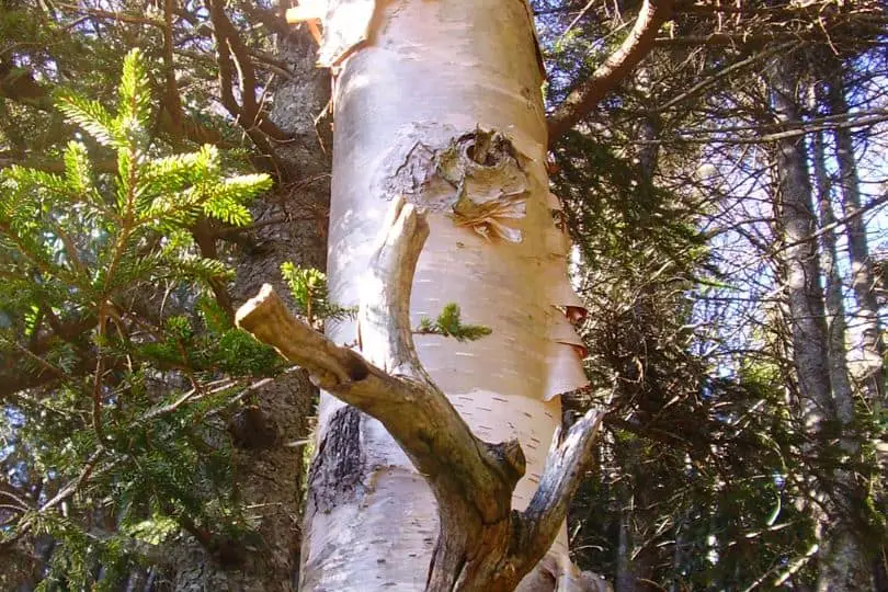 Mountain Paper Birch