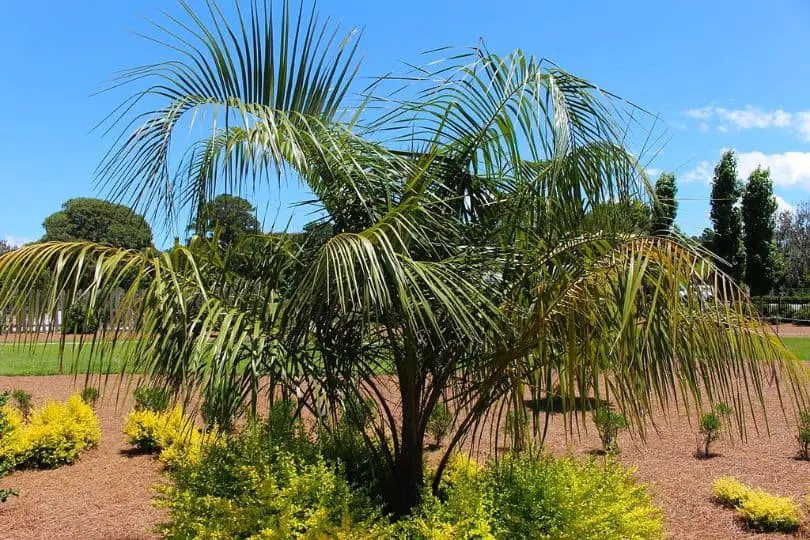 Mule Palm