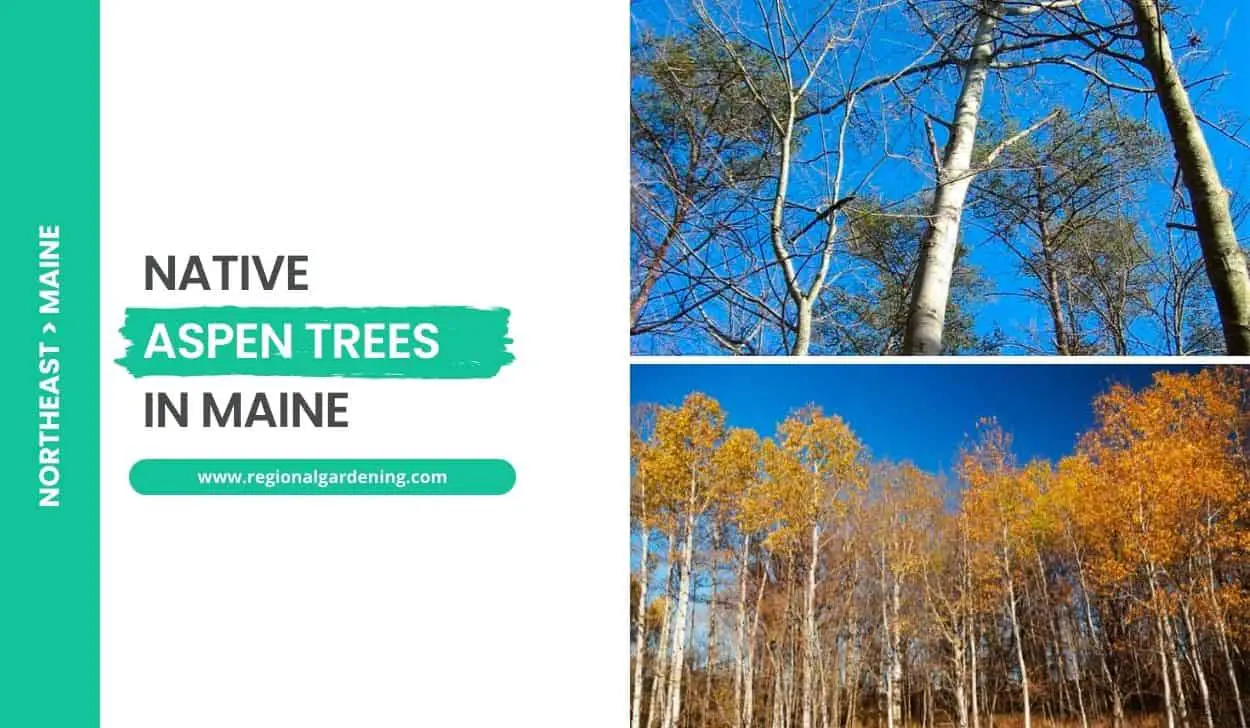 Native Aspen Trees In Maine