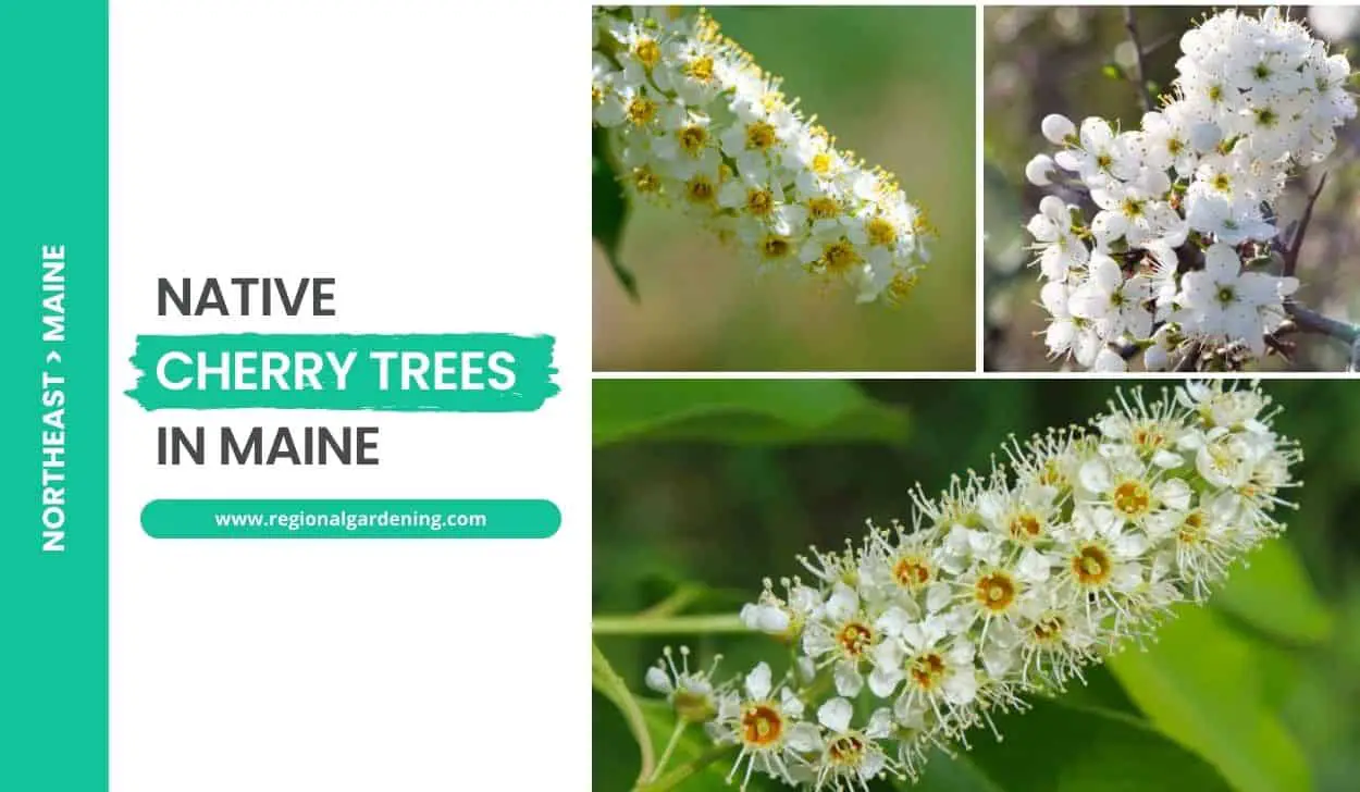 Native Cherry Trees In Maine