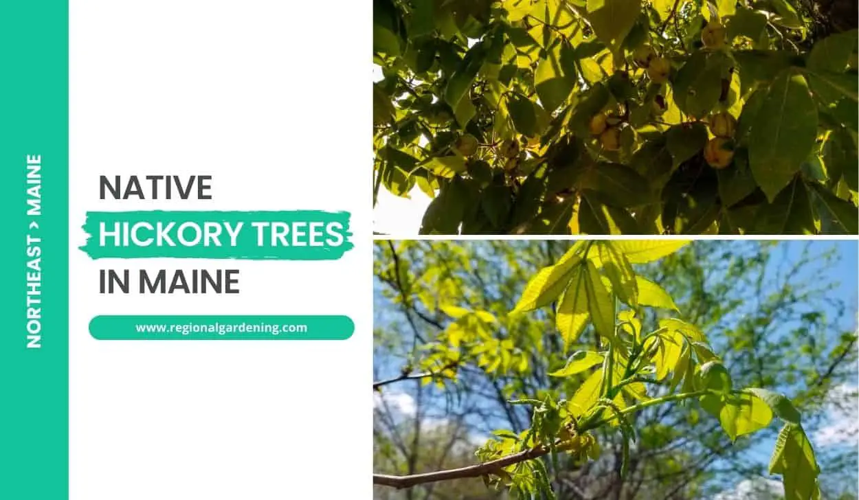 Native Hickory Trees In Maine