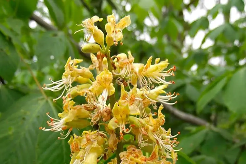 Ohio Buckeye Flowers