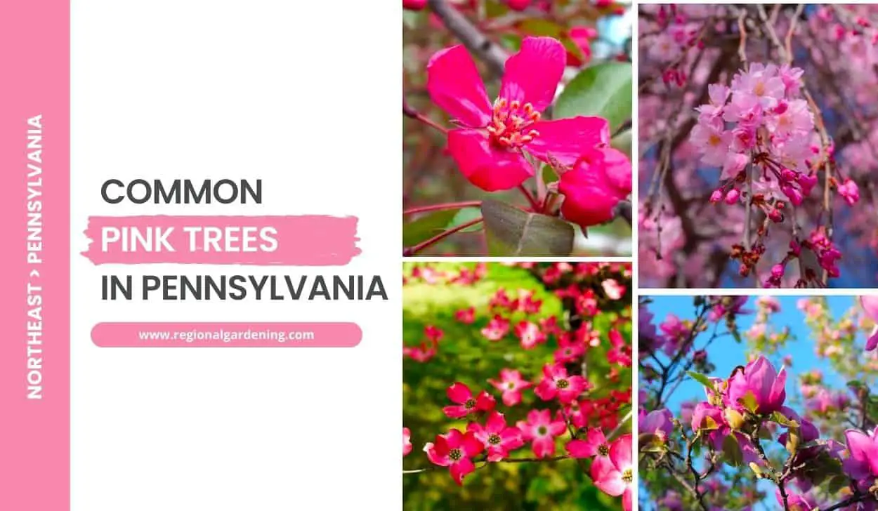 Pink Flowering Trees In Pennsylvania