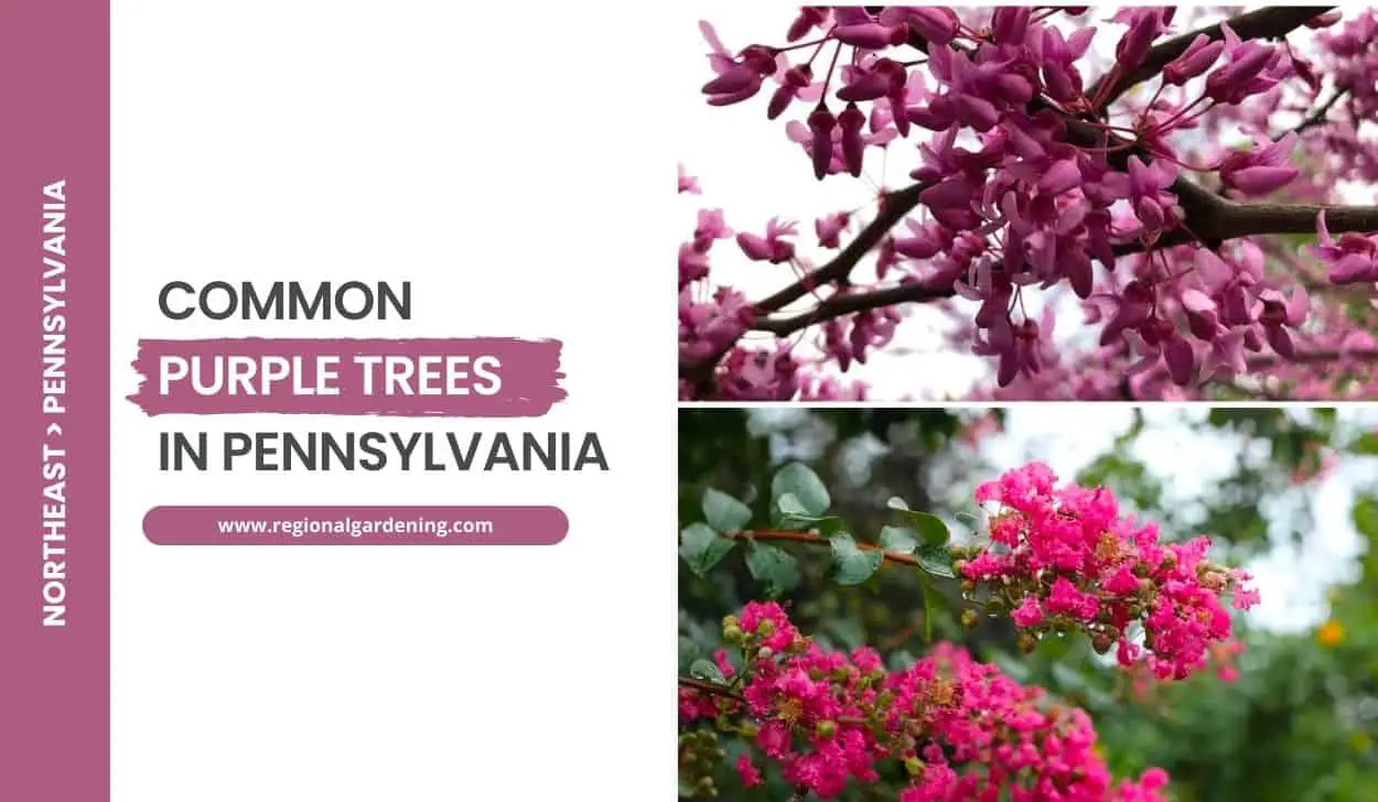 Purple Flowering Trees In Pennsylvania