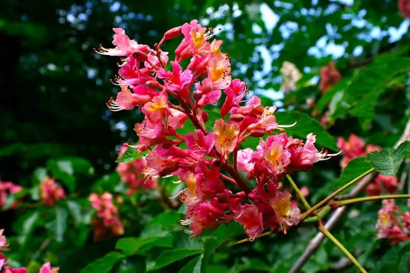 Red Horse Chestnut Flowers