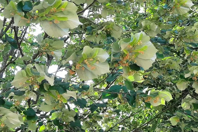 Silver Linden Flowers