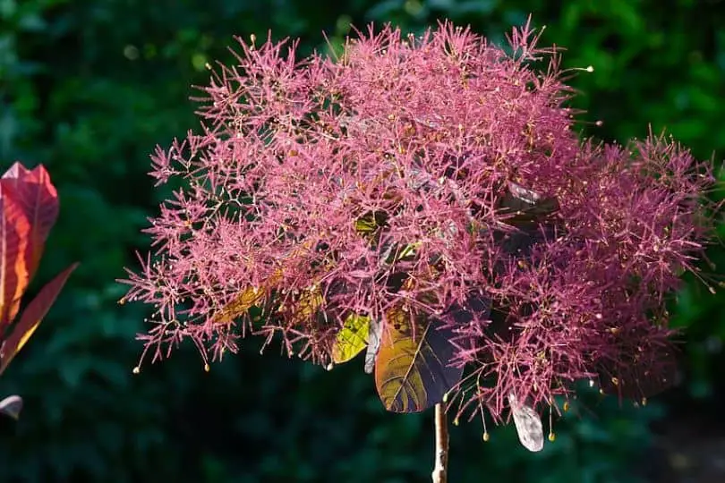 Smoke Tree