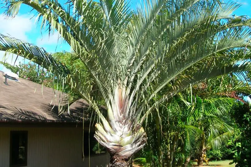 Triangle Palm