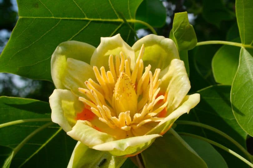 Tuliptree Flowers