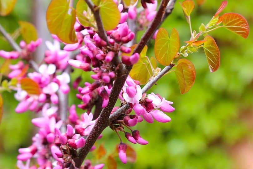 Western Redbud