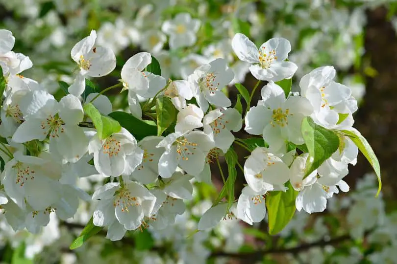 White Crabapple Flowers