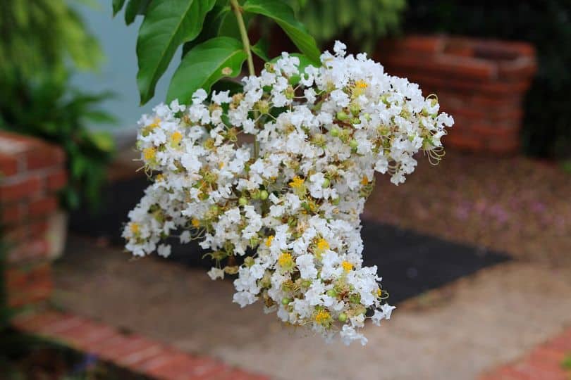 White Crape Myrtle