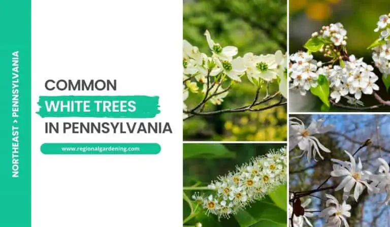 9 White Flowering Trees In Pennsylvania (Photos & Identification)