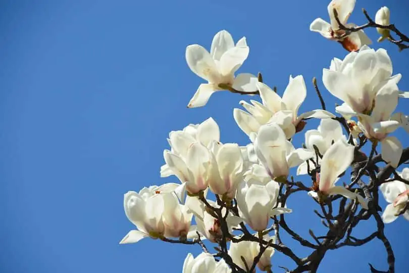 White Saucer Magnolia