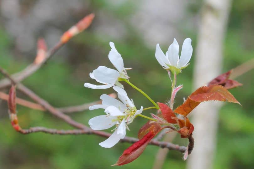 Allegheny Serviceberry