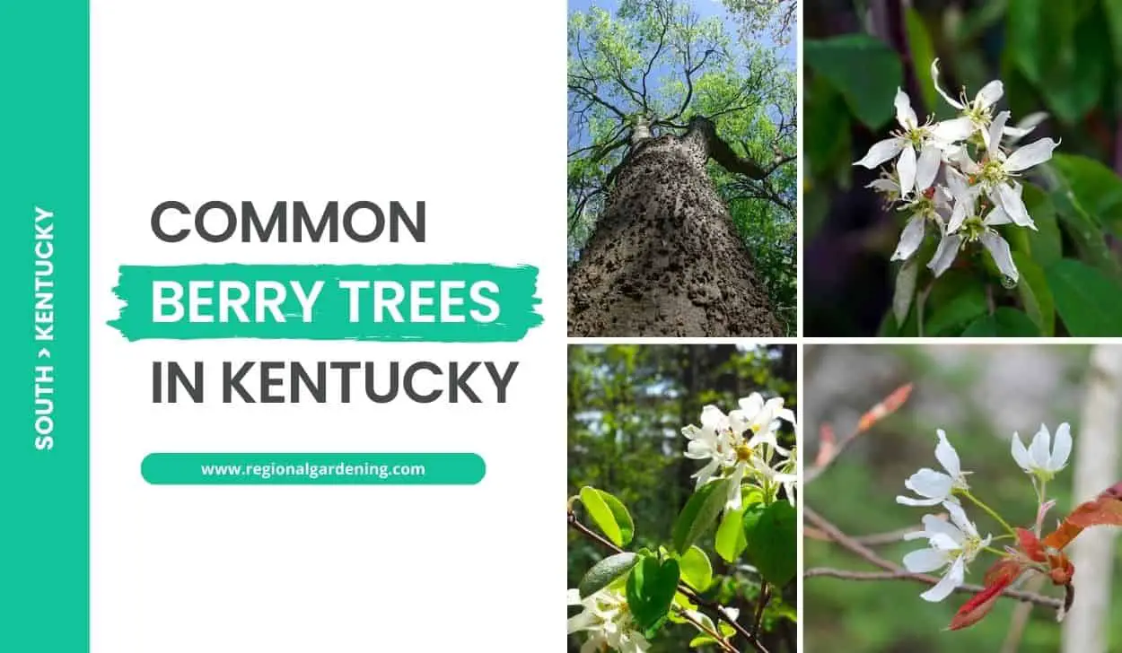 Common Berry Trees In Kentucky