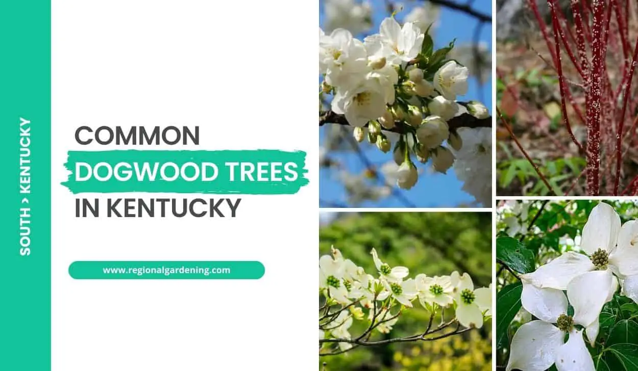 Common Dogwood Trees In Kentucky