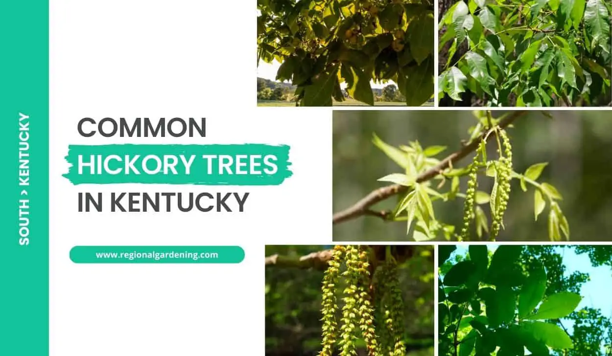Common Hickory Trees In Kentucky