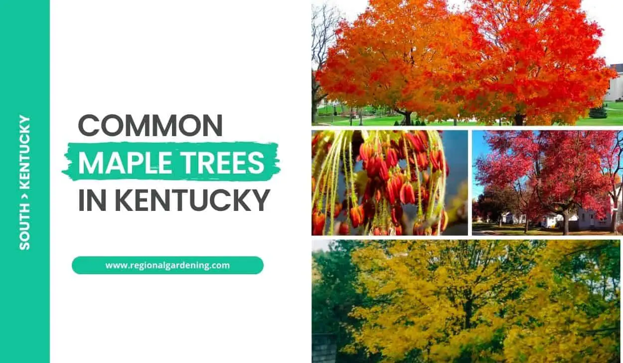 Common Maple Trees In Kentucky