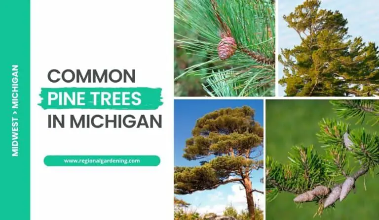 5 Common Pine Trees In Michigan (Photos & ID Guide)
