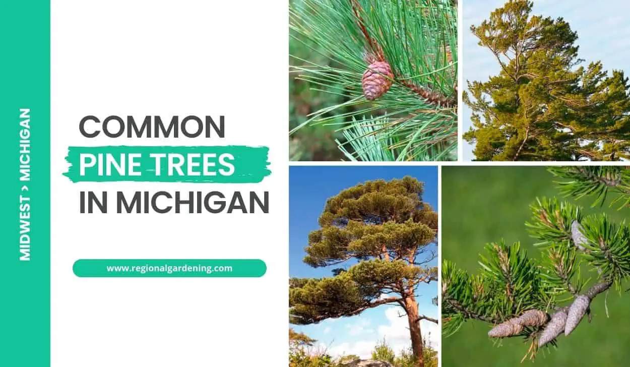 5 Common Pine Trees In Michigan (Photos & ID Guide) - Regional Gardening