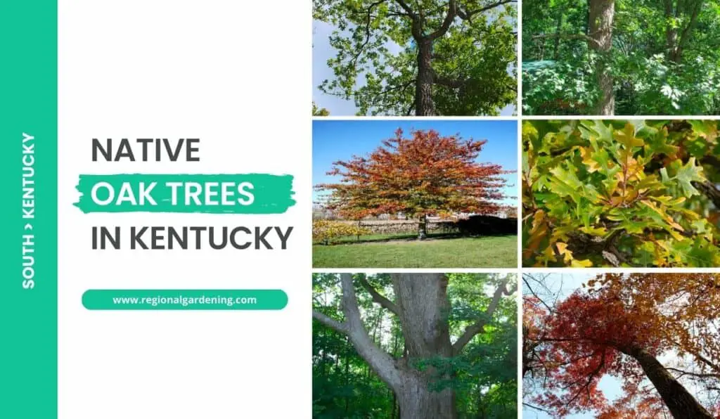 10 Native Oak Trees In Kentucky (photos & Id Guide)