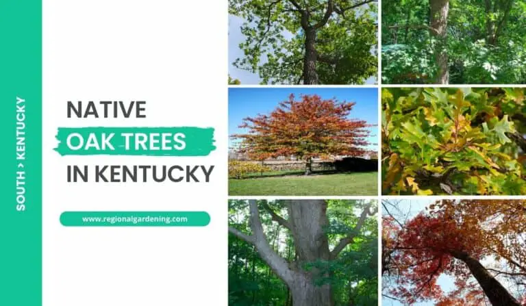 10 Native Oak Trees In Kentucky (Photos & ID Guide)