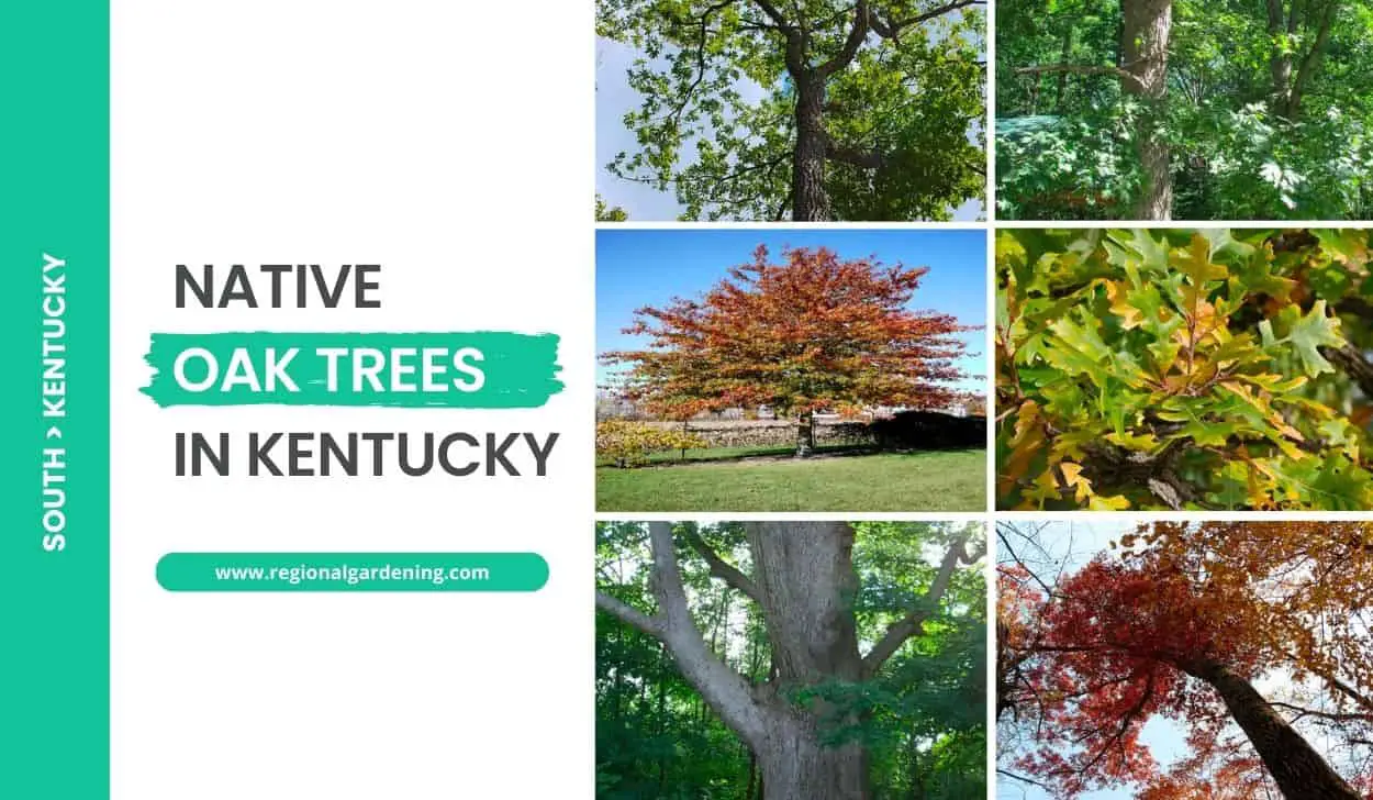 Native Oak Trees In Kentucky