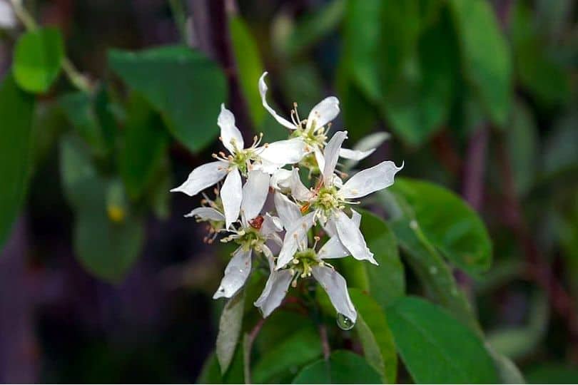 Shadblow Serviceberry